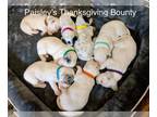 Dalmatian-Poodle (Miniature) Mix PUPPY FOR SALE ADN-845452 - Mini Dalmadoodle