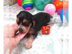 Beagle PUPPY FOR SALE ADN-845426 - Tessa Blue Tick Beagle Girl