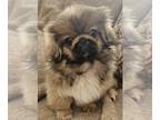 Pekingese PUPPY FOR SALE ADN-845424 - Our Fall Pekingnese Litter
