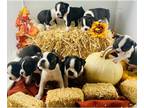 Boston Terrier PUPPY FOR SALE ADN-845416 - PEANUTS CREW