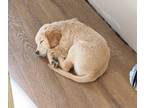 English Cream Golden Retriever PUPPY FOR SALE ADN-845386 - 1 male 1 female
