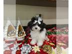 Maltipoo PUPPY FOR SALE ADN-845374 - Gorgeous MultiPooh puppy nonShed