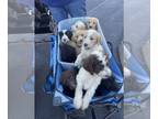 Goldendoodle PUPPY FOR SALE ADN-845571 - Goldendoodle Male Born Sep 16
