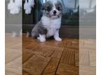 Miniature Australian Shepherd-Poodle (Toy) Mix PUPPY FOR SALE ADN-845568 - Mini