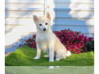 Pomsky PUPPY FOR SALE ADN-845546 - Beautiful Pomsky Puppies