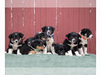 Border Collie-English Shepherd Mix PUPPY FOR SALE ADN-845520 - Gorgeous Border