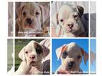 Boxer PUPPY FOR SALE ADN-845519 - AKC BOXER PUPS
