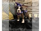 Boxer PUPPY FOR SALE ADN-845516 - Blackburn Boxers 8 weeks old