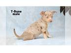 Chihuahua PUPPY FOR SALE ADN-845503 - Merle Chihuahua puppies 2 males left