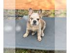 French Bulldog PUPPY FOR SALE ADN-845496 - French bulldog full fluffy