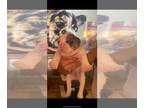 French Bulldog PUPPY FOR SALE ADN-845466 - Puppy available