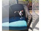 Boston Terrier PUPPY FOR SALE ADN-845450 - Boston Terrier Puppy