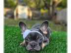 French Bulldog PUPPY FOR SALE ADN-845434 - Lola