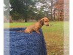 Dachshund PUPPY FOR SALE ADN-845380 - Fall