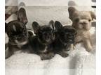 French Bulldog PUPPY FOR SALE ADN-845592 - French Bulldog puppies