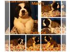 Saint Bernard PUPPY FOR SALE ADN-845591 - AKC 8wks puppy