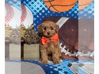 Cavapoo PUPPY FOR SALE ADN-845574 - Adorable F1b Toy Size Cavapoo Puppy