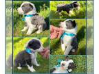 Border Collie PUPPY FOR SALE ADN-845564 - Stunning border collie blue Travis