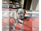 French Bulldog PUPPY FOR SALE ADN-845544 - Apollo