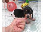 Dachshund PUPPY FOR SALE ADN-845531 - Pam Black Pie Mini Dachshund Girl
