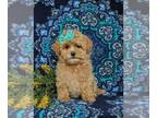 Maltipoo PUPPY FOR SALE ADN-845530 - Adorable Maltipoo Puppy