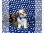 Shih Tzu PUPPY FOR SALE ADN-845527 - Adorable Shih Tzu Puppy