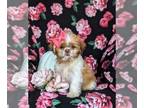 Shih Tzu PUPPY FOR SALE ADN-845526 - Adorable Shih Tzu Puppy