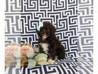 Bernedoodle (Miniature) PUPPY FOR SALE ADN-845525 - Adorable Hypoallergenic Mini