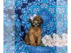 Cock-A-Poo PUPPY FOR SALE ADN-845524 - Too cute F1bb mini Cockapoo Puppy
