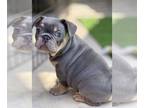 French Bulldog PUPPY FOR SALE ADN-845500 - French Bulldog Puppy Available For