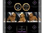 Poodle (Toy) PUPPY FOR SALE ADN-845499 - Indie AKC Poodle