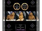 Poodle (Toy) PUPPY FOR SALE ADN-845497 - Harlow AKC Poodle