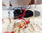 Yorkshire Terrier PUPPY FOR SALE ADN-845495 - Christmas Yorkie Puppies