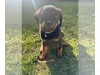 Rottweiler PUPPY FOR SALE ADN-845494 - Pink