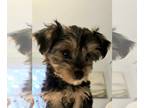 Yorkshire Terrier PUPPY FOR SALE ADN-845491 - Adorable Female Yorkie Puppy Ready