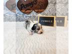 Dachshund PUPPY FOR SALE ADN-845489 - Miniature Dachshunds