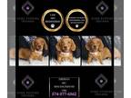 Dachshund PUPPY FOR SALE ADN-845488 - Emersyn AKC Mini Dachshund