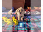 Golden Retriever PUPPY FOR SALE ADN-845487 - AKC Golden Retriever Puppies