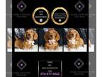 Dachshund PUPPY FOR SALE ADN-845486 - Ediee AKC Mini Dachshund