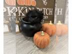 Pomeranian PUPPY FOR SALE ADN-845485 - Female Pomeranian Puppy