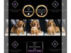 Dachshund PUPPY FOR SALE ADN-845481 - Darla AKC Mini Dachshund