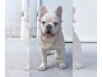 French Bulldog PUPPY FOR SALE ADN-845474 - French bulldog Fluffy