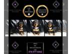 Dachshund PUPPY FOR SALE ADN-845473 - Adele AKC Mini Dachshund