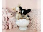 Chihuahua PUPPY FOR SALE ADN-845470 - Cuties