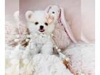 Pomeranian PUPPY FOR SALE ADN-845468 - Pomeranian