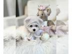 Maltese PUPPY FOR SALE ADN-845463 - 2 litters available I can hand deliver to