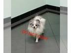 Pomeranian PUPPY FOR SALE ADN-845457 - Stunning blue white parti merle