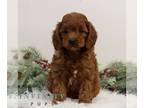 Cavapoo PUPPY FOR SALE ADN-845440 - f1b Cavapoo