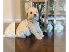 Poodle (Miniature) PUPPY FOR SALE ADN-845427 - Chiquita 3 months old