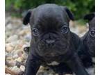 French Bulldog PUPPY FOR SALE ADN-845415 - Male frenchie